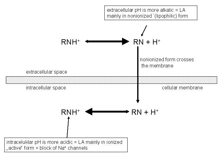 extracellular p. H is more alkalic = LA mainly in nonionized ¨(lipophilic) form RNH+