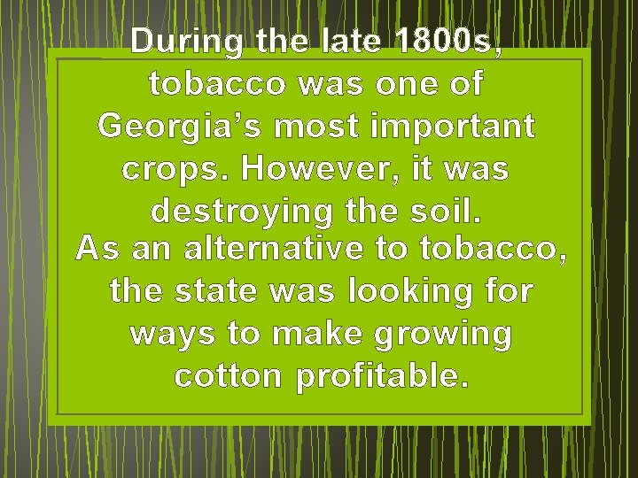 During the late 1800 s, tobacco was one of Georgia’s most important crops. However,