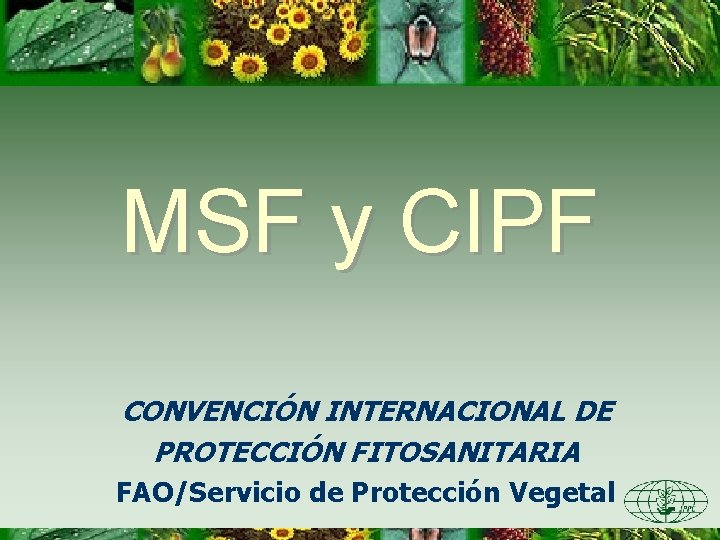 MSF y CIPF CONVENCIÓN INTERNACIONAL DE PROTECCIÓN FITOSANITARIA FAO/Servicio de Protección Vegetal 