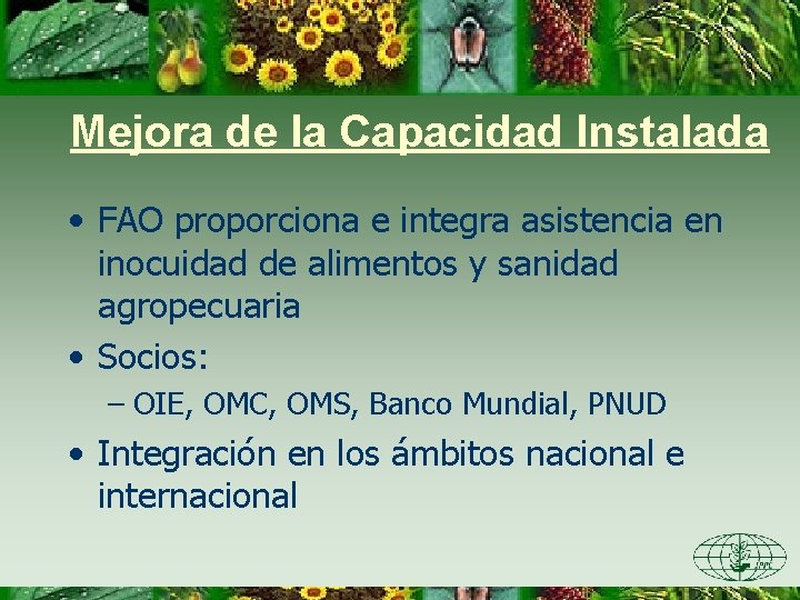 Mejora de la Capacidad Instalada • FAO proporciona e integra asistencia en inocuidad de