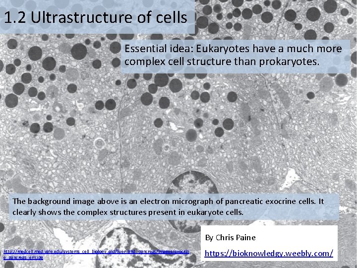 1. 2 Ultrastructure of cells Essential idea: Eukaryotes have a much more complex cell