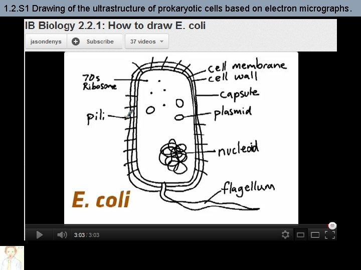 1. 2. S 1 Drawing of the ultrastructure of prokaryotic cells based on electron