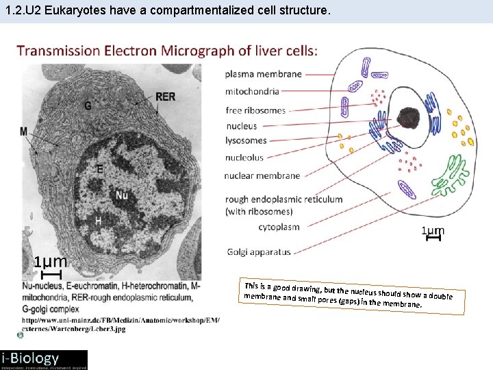 1. 2. U 2 Eukaryotes have a compartmentalized cell structure. This is a good