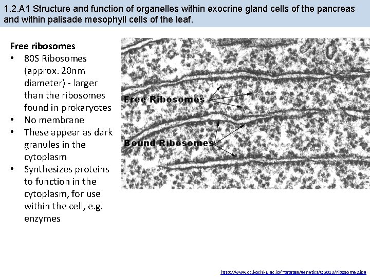 1. 2. A 1 Structure and function of organelles within exocrine gland cells of