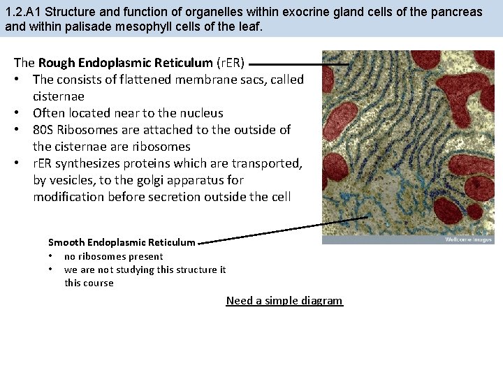 1. 2. A 1 Structure and function of organelles within exocrine gland cells of