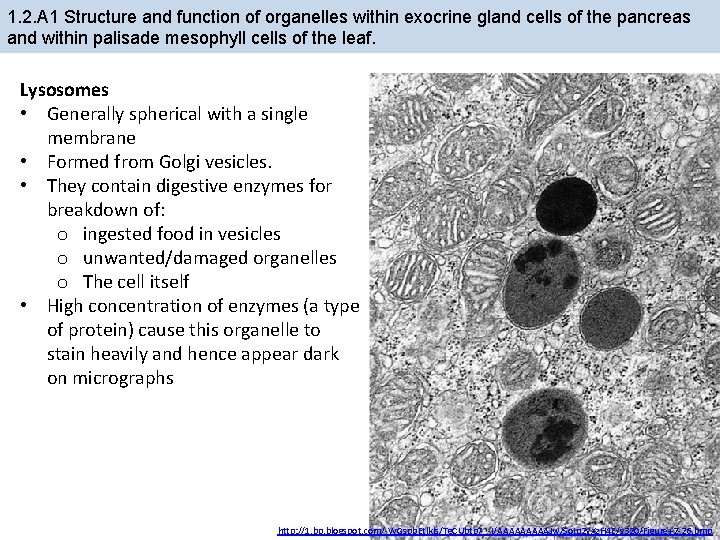 1. 2. A 1 Structure and function of organelles within exocrine gland cells of