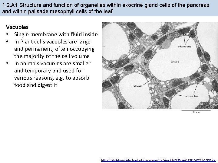 1. 2. A 1 Structure and function of organelles within exocrine gland cells of