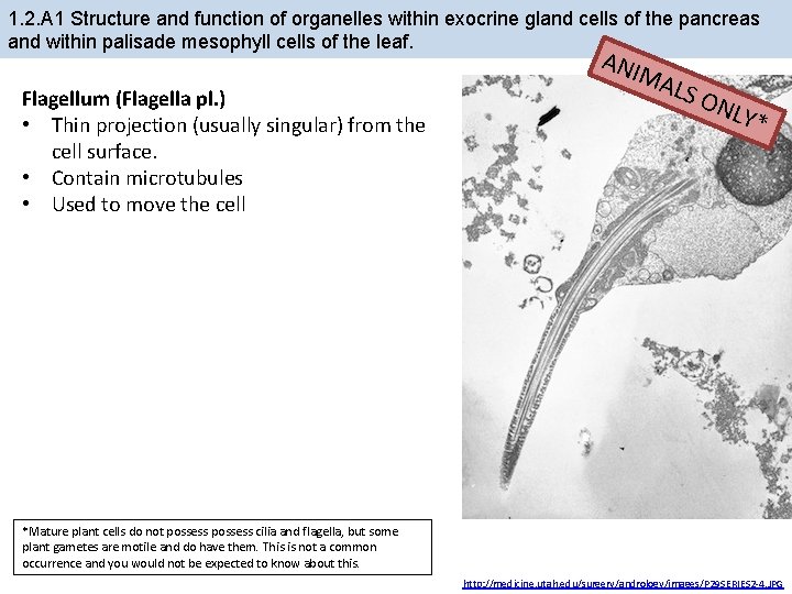 1. 2. A 1 Structure and function of organelles within exocrine gland cells of