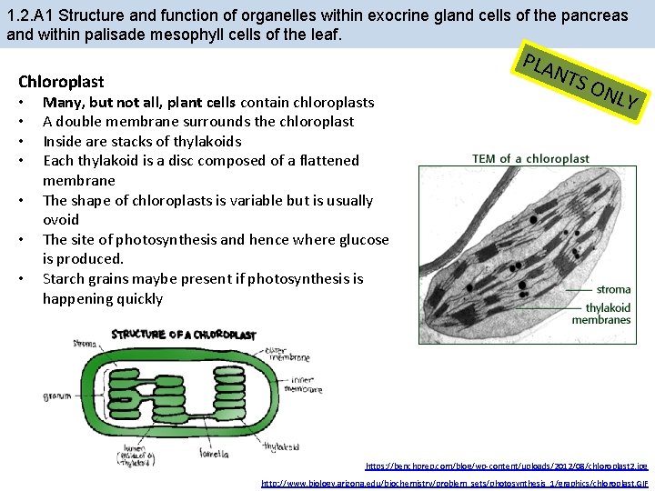 1. 2. A 1 Structure and function of organelles within exocrine gland cells of