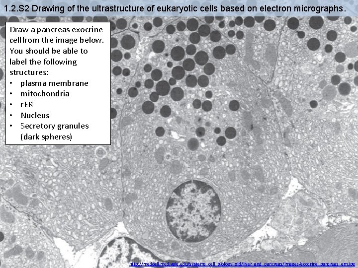 1. 2. S 2 Drawing of the ultrastructure of eukaryotic cells based on electron