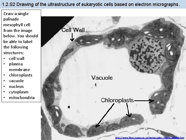 1. 2. S 2 Drawing of the ultrastructure of eukaryotic cells based on electron