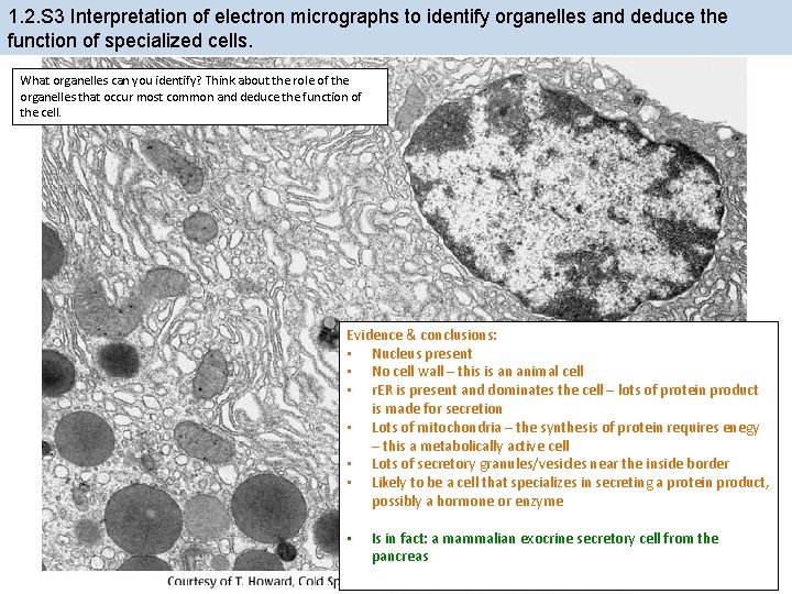 1. 2. S 3 Interpretation of electron micrographs to identify organelles and deduce the