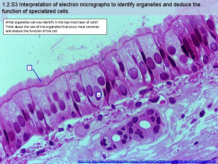 1. 2. S 3 Interpretation of electron micrographs to identify organelles and deduce the