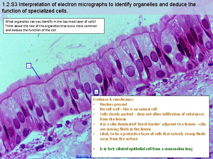 1. 2. S 3 Interpretation of electron micrographs to identify organelles and deduce the