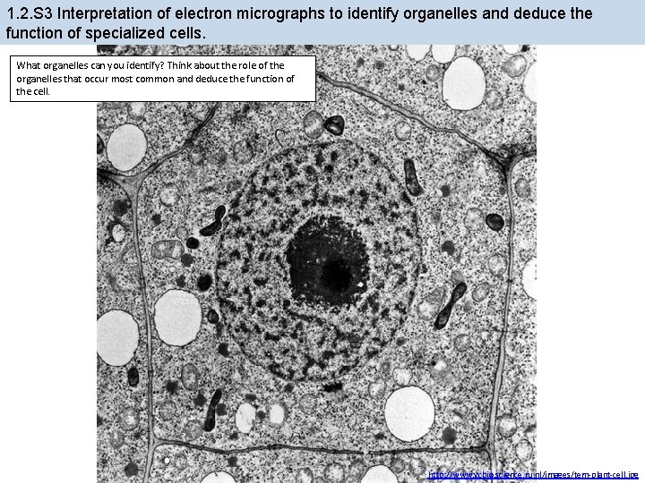 1. 2. S 3 Interpretation of electron micrographs to identify organelles and deduce the