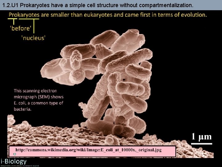 1. 2. U 1 Prokaryotes have a simple cell structure without compartmentalization. 