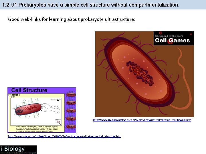 1. 2. U 1 Prokaryotes have a simple cell structure without compartmentalization. Good web-links
