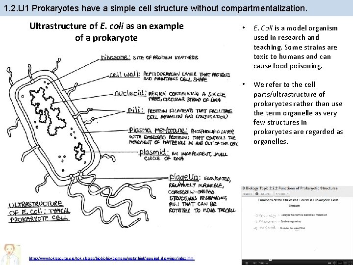 1. 2. U 1 Prokaryotes have a simple cell structure without compartmentalization. Ultrastructure of