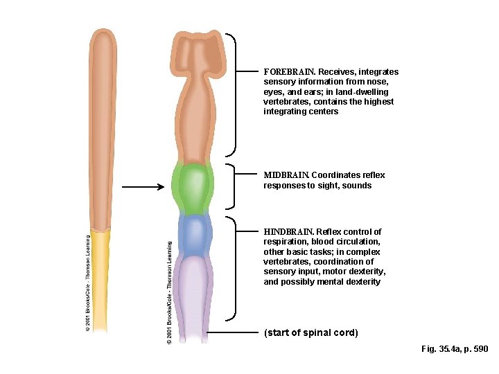 FOREBRAIN. Receives, integrates sensory information from nose, eyes, and ears; in land-dwelling vertebrates, contains