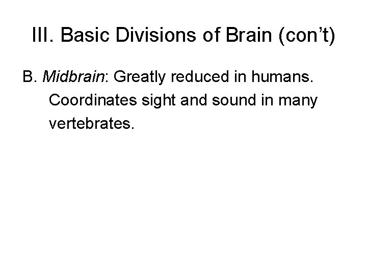 III. Basic Divisions of Brain (con’t) B. Midbrain: Greatly reduced in humans. Coordinates sight