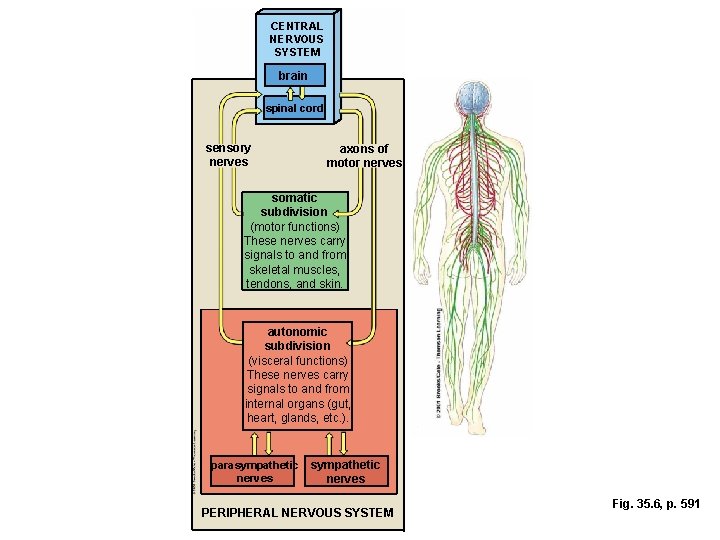 CENTRAL NERVOUS SYSTEM brain spinal cord sensory nerves axons of motor nerves somatic subdivision