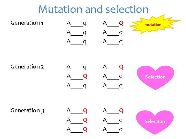 Mutation and selection Generation 1 Generation 2 Generation 3 A____q A____Q A____q A____q A____Q