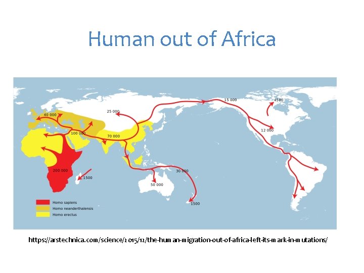 Human out of Africa https: //arstechnica. com/science/2015/12/the-human-migration-out-of-africa-left-its-mark-in-mutations/ 