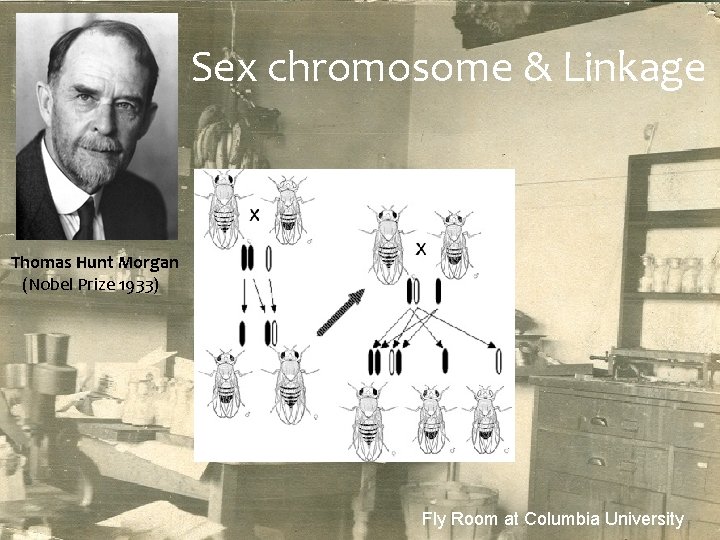 Sex chromosome & Linkage Thomas Hunt Morgan (Nobel Prize 1933) Fly Room at Columbia