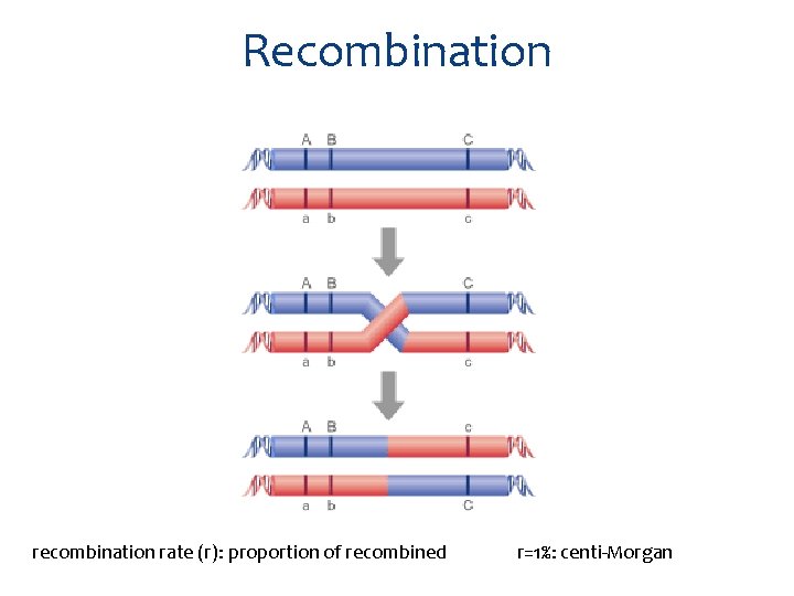 Recombination rate (r): proportion of recombined r=1%: centi-Morgan 