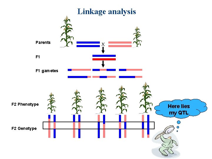 Linkage analysis Parents X F 1 gametes F 2 Phenotype F 2 Genotype Here