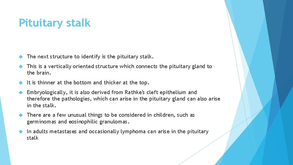 Pituitary stalk The next structure to identify is the pituitary stalk. This is a