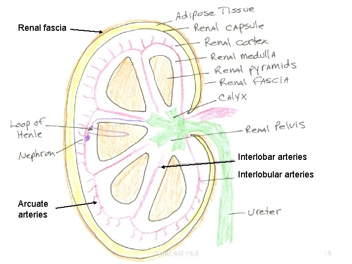 Renal fascia Interlobar arteries Interlobular arteries Arcuate arteries mehdi jalali majd 10 