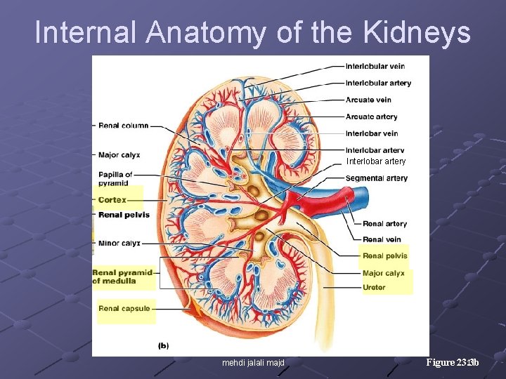 Internal Anatomy of the Kidneys Interlobar artery mehdi jalali majd Figure 23. 3 b