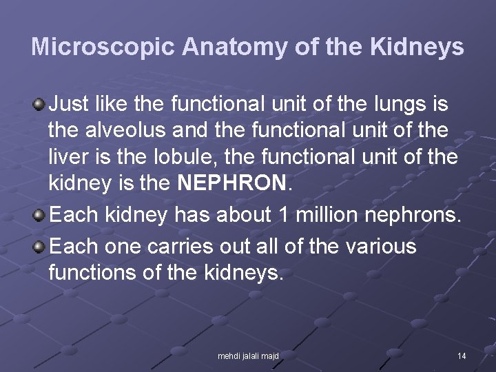 Microscopic Anatomy of the Kidneys Just like the functional unit of the lungs is