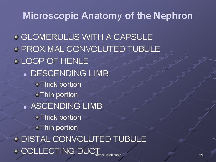 Microscopic Anatomy of the Nephron GLOMERULUS WITH A CAPSULE PROXIMAL CONVOLUTED TUBULE LOOP OF