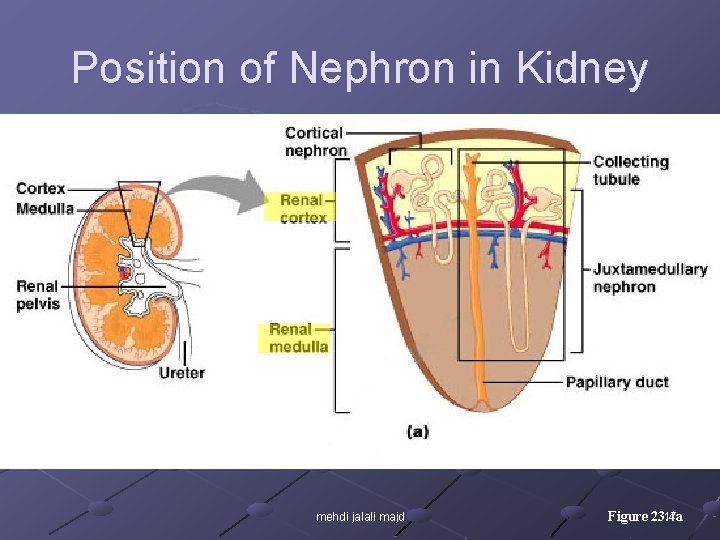 Position of Nephron in Kidney mehdi jalali majd Figure 23. 4 a 17 