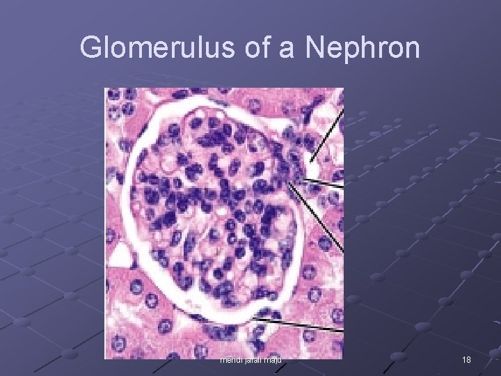 Glomerulus of a Nephron mehdi jalali majd 18 