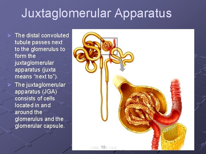 Juxtaglomerular Apparatus Ø The distal convoluted tubule passes next to the glomerulus to form