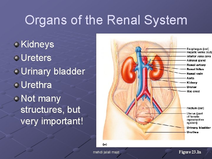 Organs of the Renal System Kidneys Ureters Urinary bladder Urethra Not many structures, but
