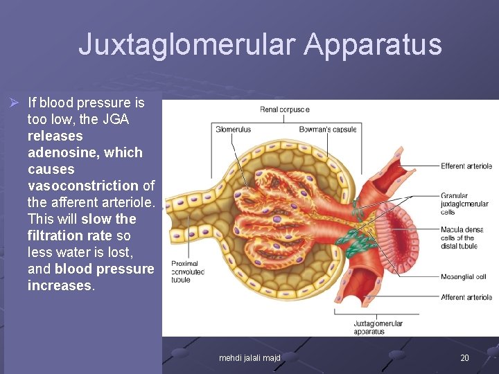 Juxtaglomerular Apparatus Ø If blood pressure is too low, the JGA releases adenosine, which