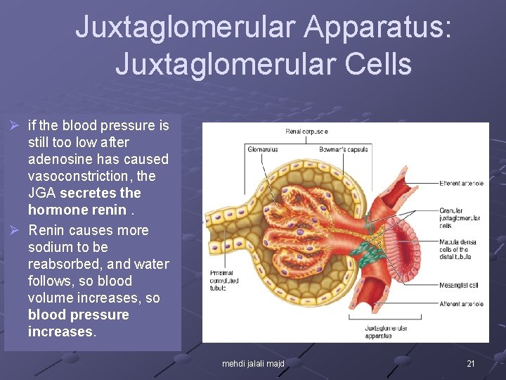 Juxtaglomerular Apparatus: Juxtaglomerular Cells Ø if the blood pressure is still too low after