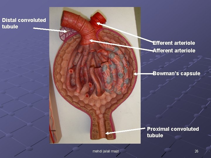 Distal convoluted tubule Efferent arteriole Afferent arteriole Bowman’s capsule Proximal convoluted tubule mehdi jalali