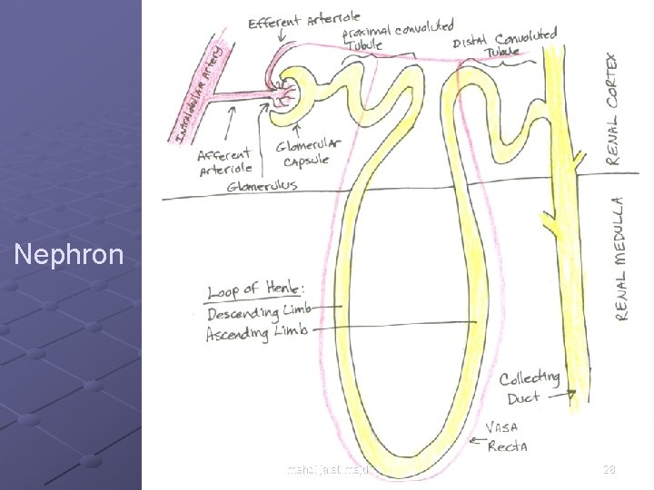 Nephron mehdi jalali majd 28 