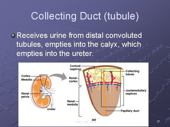 Collecting Duct (tubule) Receives urine from distal convoluted tubules, empties into the calyx, which