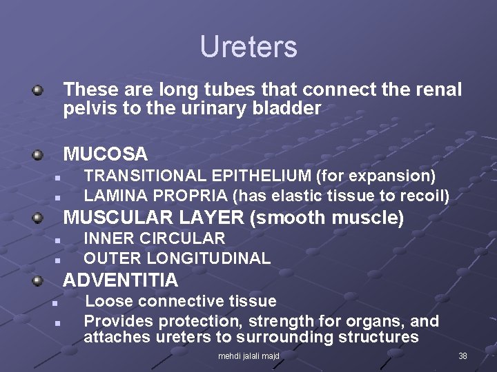 Ureters These are long tubes that connect the renal pelvis to the urinary bladder