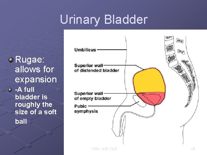 Urinary Bladder Rugae: allows for expansion -A full bladder is roughly the size of