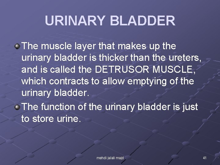 URINARY BLADDER The muscle layer that makes up the urinary bladder is thicker than