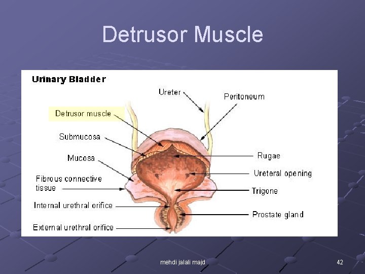 Detrusor Muscle mehdi jalali majd 42 