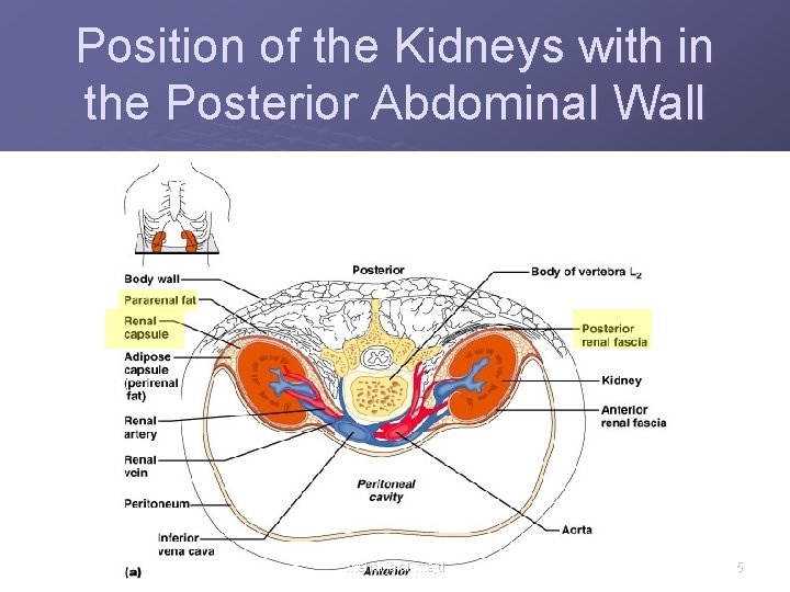 Position of the Kidneys with in the Posterior Abdominal Wall mehdi jalali majd Figure