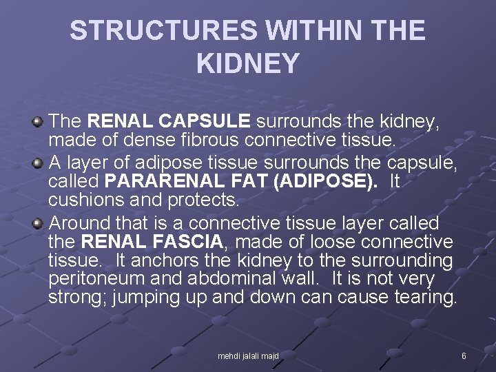 STRUCTURES WITHIN THE KIDNEY The RENAL CAPSULE surrounds the kidney, made of dense fibrous